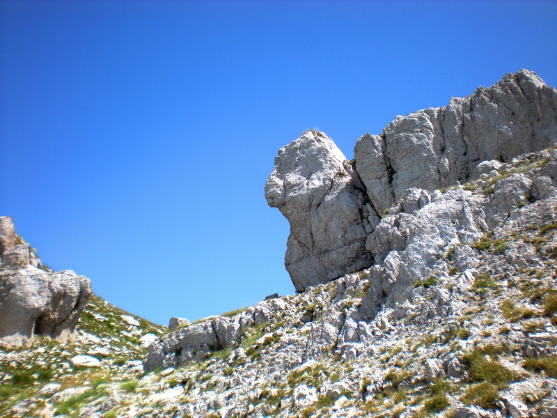 Le Coenonympha dell''Italia centrale